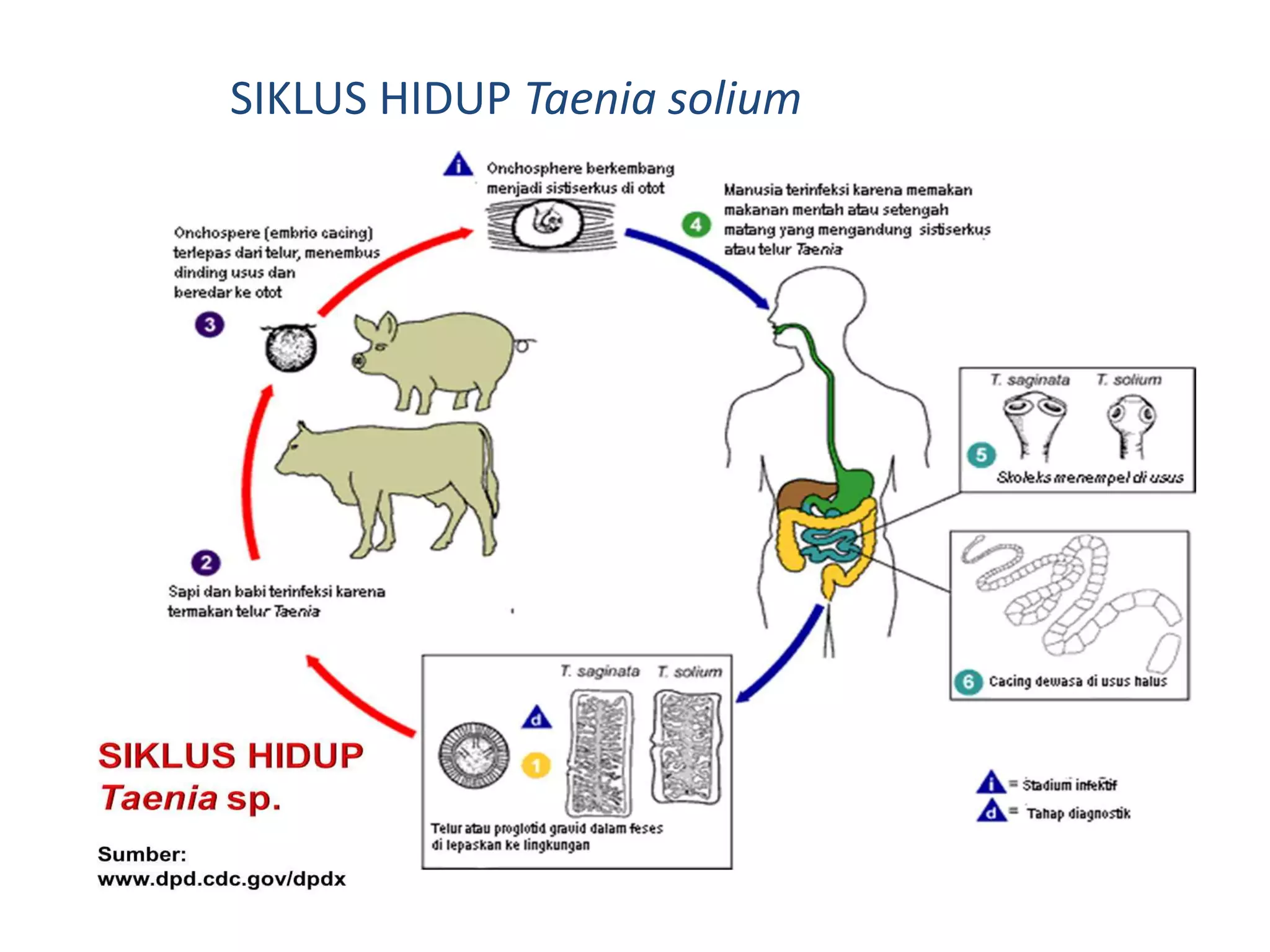 SIKLUS HIDUP Taenia solium
 