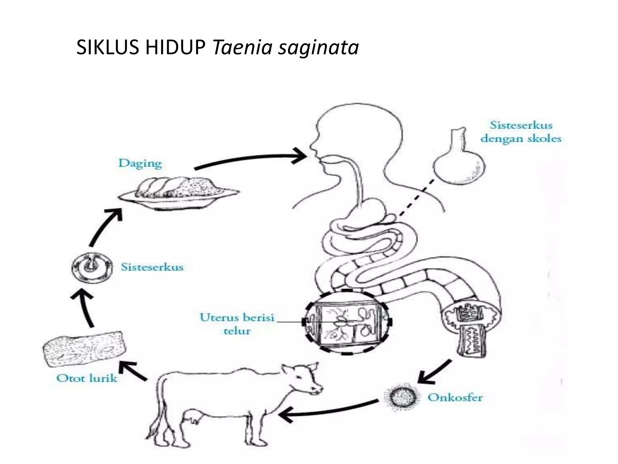 SIKLUS HIDUP Taenia saginata
 