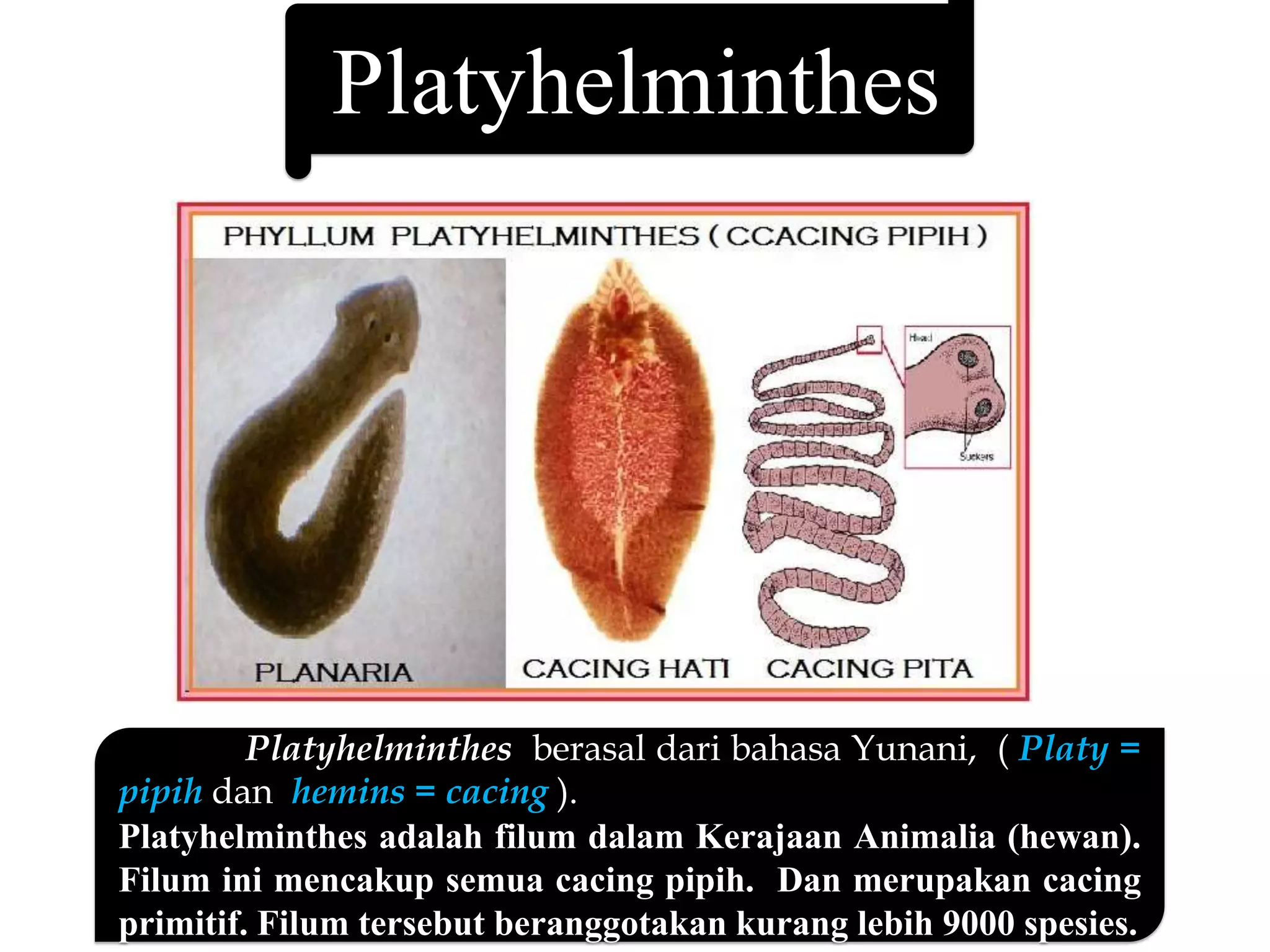 Platyhelminthes
Platyhelminthes berasal dari bahasa Yunani, ( Platy =
pipih dan hemins = cacing ).
Platyhelminthes adalah filum dalam Kerajaan Animalia (hewan).
Filum ini mencakup semua cacing pipih. Dan merupakan cacing
primitif. Filum tersebut beranggotakan kurang lebih 9000 spesies.
 