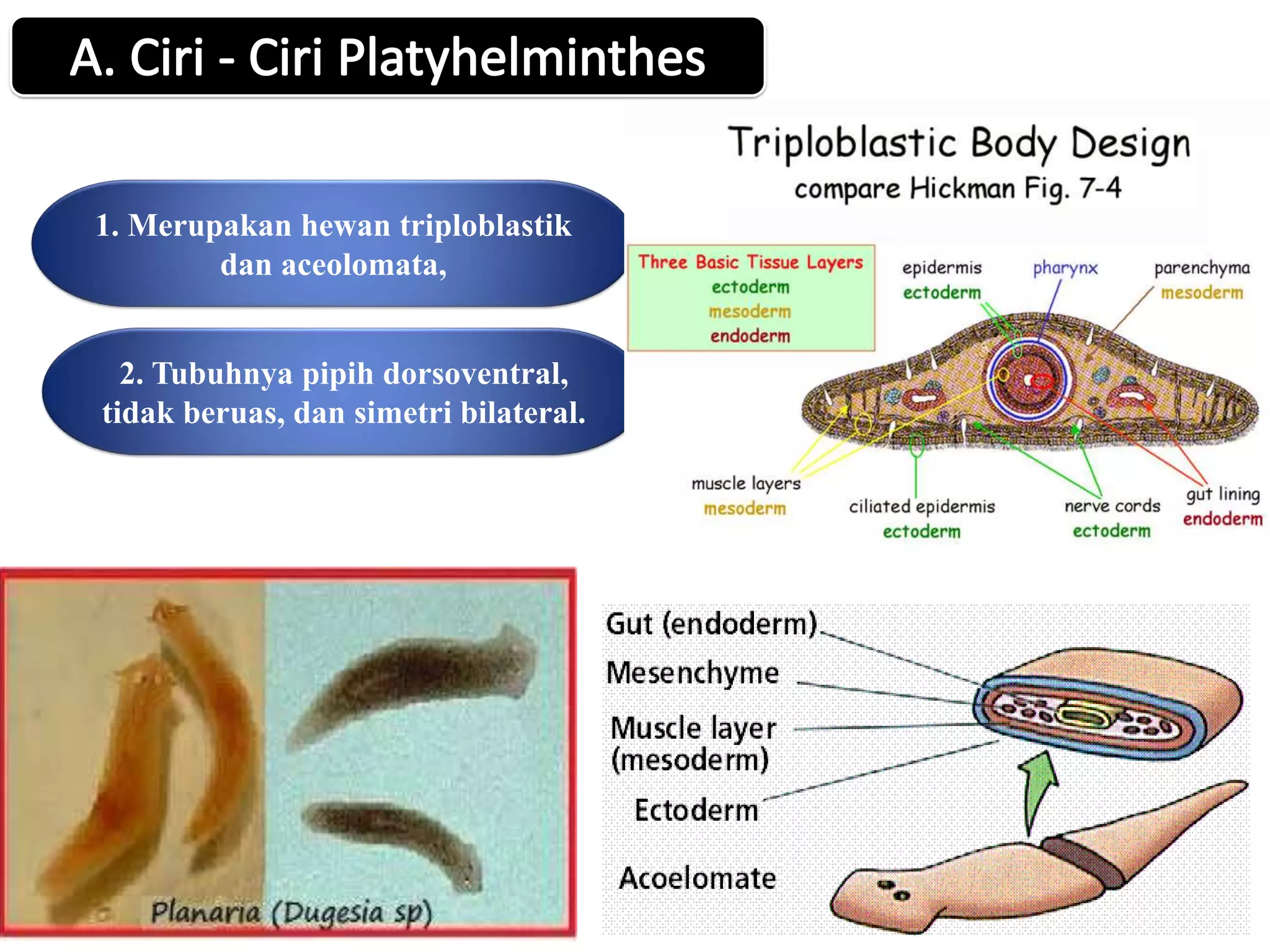 1. Merupakan hewan triploblastik
dan aceolomata,
2. Tubuhnya pipih dorsoventral,
tidak beruas, dan simetri bilateral.
 