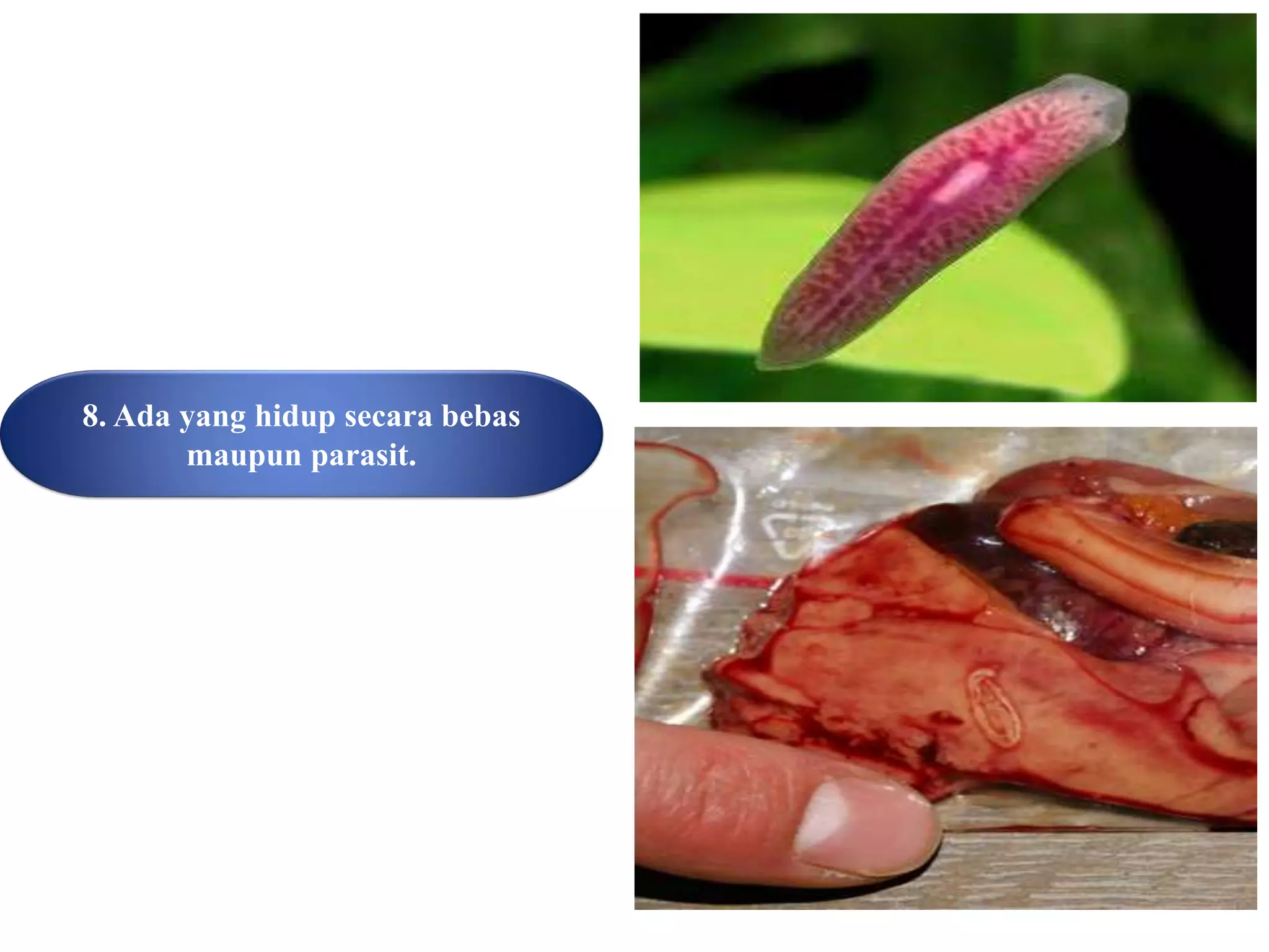 8. Ada yang hidup secara bebas
maupun parasit.
 