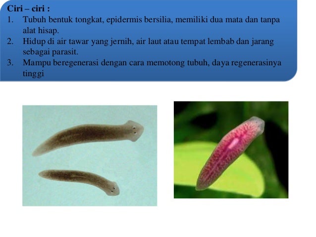 Presentasi zoologi invertebrata  filum platyhelminthes