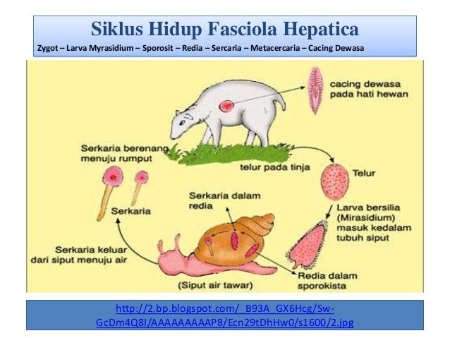 4400 Koleksi Gambar Hewan Filum Platyhelminthes Terbaru