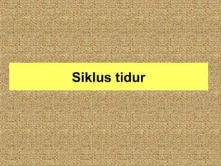 Siklus tidur
 