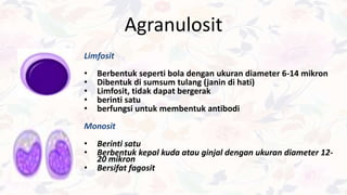 Agranulosit
Limfosit
• Berbentuk seperti bola dengan ukuran diameter 6-14 mikron
• Dibentuk di sumsum tulang (janin di hati)
• Limfosit, tidak dapat bergerak
• berinti satu
• berfungsi untuk membentuk antibodi
Monosit
• Berinti satu
• Berbentuk kepal kuda atau ginjal dengan ukuran diameter 12-
20 mikron
• Bersifat fagosit
 