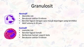 Granulosit
Neutrofil
• Memiliki inti
• Berukuran sekitar 8 mikron
• Bersifat fagosit dengan cara masuk kejaringan yang terinfeksi
• Aktif selama 6-20 jam
Eusinofil
• memiliki inti
• Bersifat fagosit lemah
• Berbentuk hampir seperti bola
• Berukuran sekitar 9 mikron
 