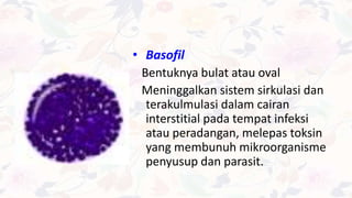 • Basofil
Bentuknya bulat atau oval
Meninggalkan sistem sirkulasi dan
terakulmulasi dalam cairan
interstitial pada tempat infeksi
atau peradangan, melepas toksin
yang membunuh mikroorganisme
penyusup dan parasit.
 