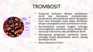 TROMBOSIT
• Fungsinya berkaitan dengan pembekuan
darah dan hemostasis (menghentikan
pendarahan). Bila pembuluh darah mengalami
injuri atau kerusakan maka dapat dihentikan
dengan serangkaian proses pembekuan darah.
• Permukaannya menjadi lengket, sehingga
memungkinkan trombosit saling melekat dan
menutupi luka karena ada pembekuan darah.
• Merangsang pengerutan pembuluh darah,
sehingga terjadi penyempitan ukuran lubang
pembuluh darah.
• Masa hidupnya 5-9 hari
 