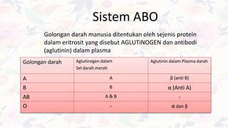 Sistem ABO
Golongan darah manusia ditentukan oleh sejenis protein
dalam eritrosit yang disebut AGLUTiNOGEN dan antibodi
(aglutinin) dalam plasma
Golongan darah Aglutinogen dalam
Sel darah merah
Aglutinin dalam Plasma darah
A A β (anti B)
B B α (Anti A)
AB A & B -
O - α dan β
 