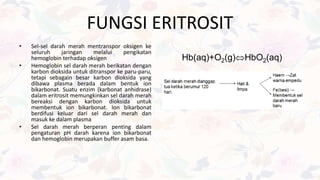 FUNGSI ERITROSIT
• Sel-sel darah merah mentranspor oksigen ke
seluruh jaringan melalui pengikatan
hemoglobin terhadap oksigen
• Hemoglobin sel darah merah berikatan dengan
karbon dioksida untuk ditranspor ke paru-paru,
tetapi sebagain besar karbon dioksida yang
dibawa plasma berada dalam bentuk ion
bikarbonat. Suatu enzim (karbonat anhidrase)
dalam eritrosit memungkinkan sel darah merah
bereaksi dengan karbon dioksida untuk
membentuk ion bikarbonat. Ion bikarbonat
berdifusi keluar dari sel darah merah dan
masuk ke dalam plasma
• Sel darah merah berperan penting dalam
pengaturan pH darah karena ion bikarbonat
dan hemoglobin merupakan buffer asam basa.
Hb(aq)+O2(g)HbO2(aq)
 
