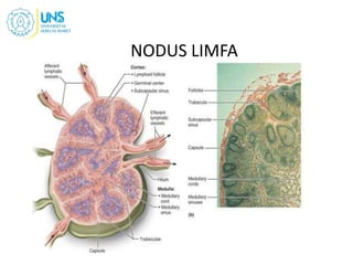 NODUS LIMFA
10
 