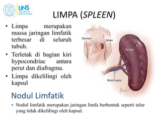 LIMPA (SPLEEN)
• Limpa merupakan
massa jaringan limfatik
terbesar di seluruh
tubuh.
• Terletak di bagian kiri
hypocondriac antara
perut dan diafragma.
• Limpa dikelilingi oleh
kapsul
12
Nodul Limfatik
 Nodul limfatik merupakan jaringan limfa berbentuk seperti telur
yang tidak dikelilingi oleh kapsul.
 