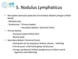 5. Nodulus Lymphaticus
• Merupakan akumulasi padat dari sel-sel bebas didalam jaringan Limfoid
kendor
- Berbatas jelas
- Strukturnya: ~ Primary Nodule
~ Secondary Nodule = Germinal Center
• Primary Nodule
-Kumpulan padat limfosit kecil
-Bentuk bulat
• Secondary Nodule / Germinal Center
o Kumpulan sel-sel yang besar limfosit, plasma, makrofag
o Tercat pucat o Ada kutub gelap, kutub pucat
o Fungsi: pembentuk limfosit, penghancuran limfosit saat di
fagositosis oleh Makrofag
 