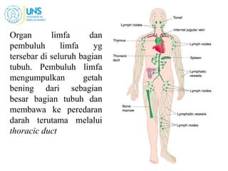Organ limfa dan
pembuluh limfa yg
tersebar di seluruh bagian
tubuh. Pembuluh limfa
mengumpulkan getah
bening dari sebagian
besar bagian tubuh dan
membawa ke peredaran
darah terutama melalui
thoracic duct
14
 