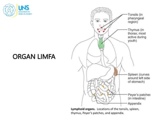 Lymphoid organs. Locations of the tonsils, spleen,
thymus, Peyer’s patches, and appendix.
ORGAN LIMFA
15
 