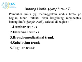 Batang Limfa (lymph trunk)
Pembuluh limfa yg meninggalkan nodus limfa pd
bagian tubuh tertentu akan bergabung membentuk
batang limfa (lymph trunk), terletak di bagian :
1.Lumbar trunks
2.Intestinal trunks
3.Bronchomediastinal trunk
4.Subclavian trunk
5.Jugular trunk
16
 