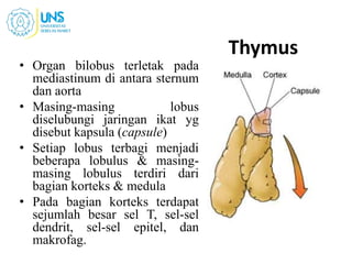 Thymus
• Organ bilobus terletak pada
mediastinum di antara sternum
dan aorta
• Masing-masing lobus
diselubungi jaringan ikat yg
disebut kapsula (capsule)
• Setiap lobus terbagi menjadi
beberapa lobulus & masing-
masing lobulus terdiri dari
bagian korteks & medula
• Pada bagian korteks terdapat
sejumlah besar sel T, sel-sel
dendrit, sel-sel epitel, dan
makrofag.
 