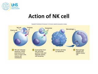 Action of NK cell
 