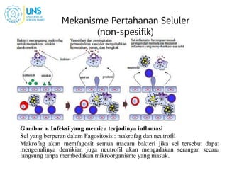 Mekanisme Pertahanan Seluler
(non-spesifik)
Gambar a. Infeksi yang memicu terjadinya inflamasi
Sel yang berperan dalam Fagositosis : makrofag dan neutrofil
Makrofag akan memfagosit semua macam bakteri jika sel tersebut dapat
mengenalinya demikian juga neutrofil akan mengadakan serangan secara
langsung tanpa membedakan mikroorganisme yang masuk.
 