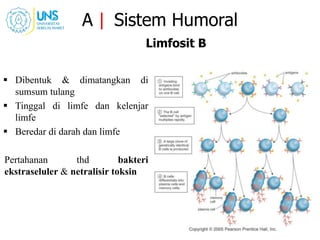 A | Sistem Humoral
Limfosit B
 Dibentuk & dimatangkan di
sumsum tulang
 Tinggal di limfe dan kelenjar
limfe
 Beredar di darah dan limfe
Pertahanan thd bakteri
ekstraseluler & netralisir toksin
 