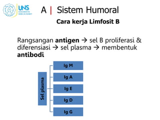 A | Sistem Humoral
Cara kerja Limfosit B
Rangsangan antigen  sel B proliferasi &
diferensiasi  sel plasma  membentuk
antibodi
Sel
plasma
Ig M
Ig A
Ig E
Ig D
Ig G
 