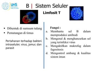 B | Sistem Seluler
Limfosit T
 Dibentuk di sumsum tulang
 Pematangan di timus
Pertahanan terhadap bakteri
intraseluler, virus, jamur, dan
parasit
Fungsi :
a. Membantu sel B dalam
memproduksi antibodi
b. Mengenal & menghancurkan sel
yang terinfeksi virus
c. Mengaktifkan makrofag dalam
fagositosis
d. Mengontrol ambang & kualitas
sistem imun
 