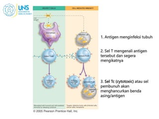 1. Antigen menginfeksi tubuh
2. Sel T mengenali antigen
tersebut dan segera
mengikatnya
3. Sel Tc (cytotoxic) atau sel
pembunuh akan
menghancurkan benda
asing/antigen
 