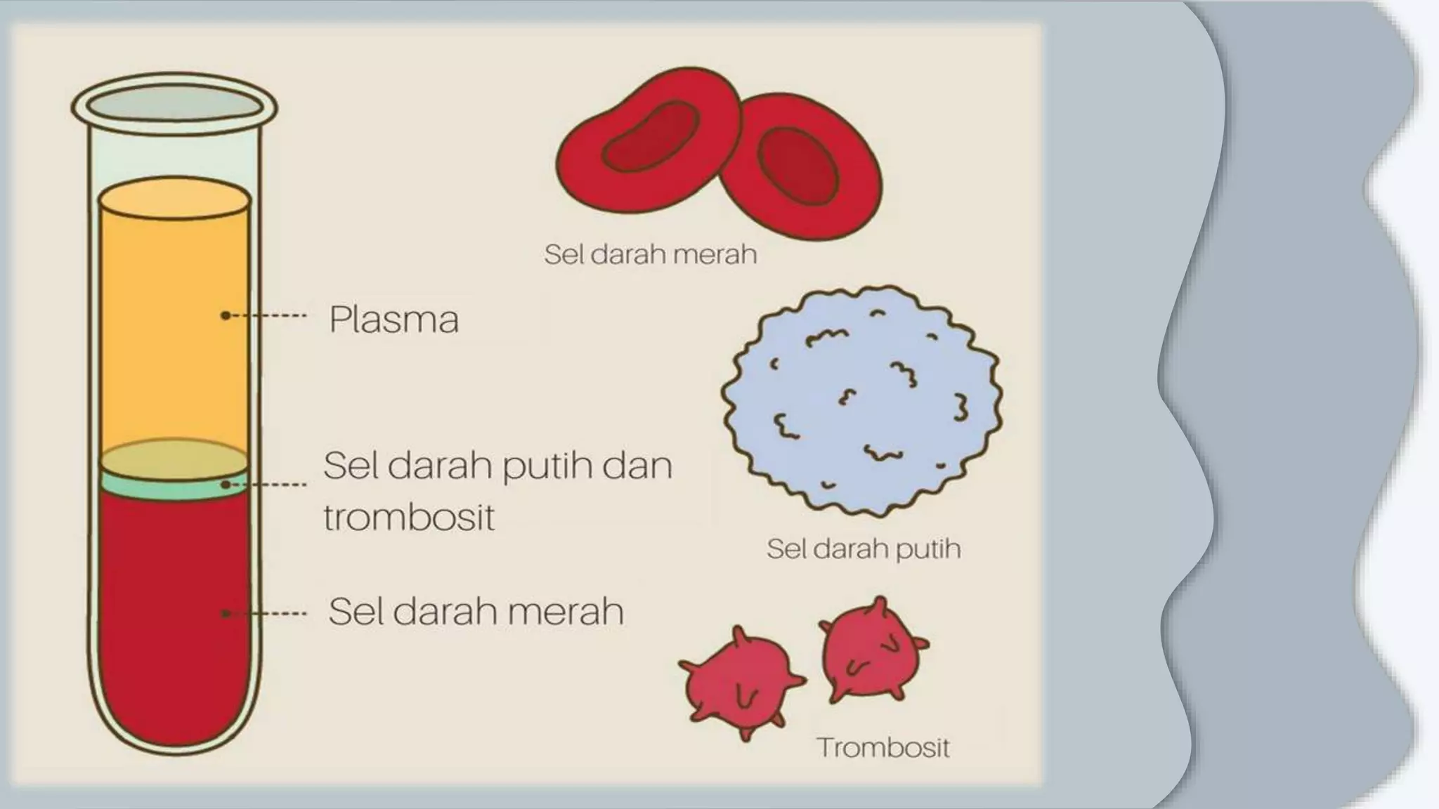 PRESENTASI PPT SISTEM SIRKULASI [Autosaved].pptx
