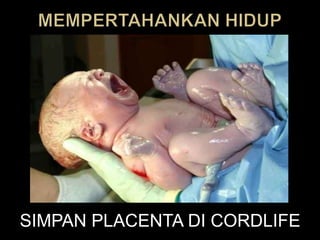 SIMPAN PLACENTA DI CORDLIFE
 