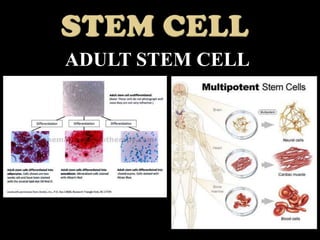 ADULT STEM CELL
 