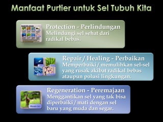 Protection - Perlindungan
Melindungi sel sehat dari
radikal bebas.


      Repair / Healing - Perbaikan
      Memperbaiki / memulihkan sel-sel
      yang rusak akibat radikal bebas
      ataupun polusi lingkungan.

Regeneration - Peremajaan
Menggantikan sel yang tak bisa
diperbaiki / mati dengan sel
baru yang muda dan segar.
 