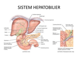 SISTEM HEPATOBILIER

 