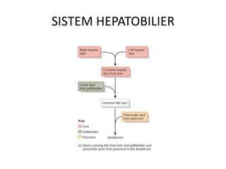 SISTEM HEPATOBILIER

 