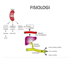 FISIOLOGI

 