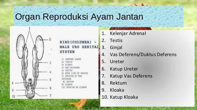 6600 Koleksi Gambar Organ Reproduksi Unggas Jantan Gratis Terbaik