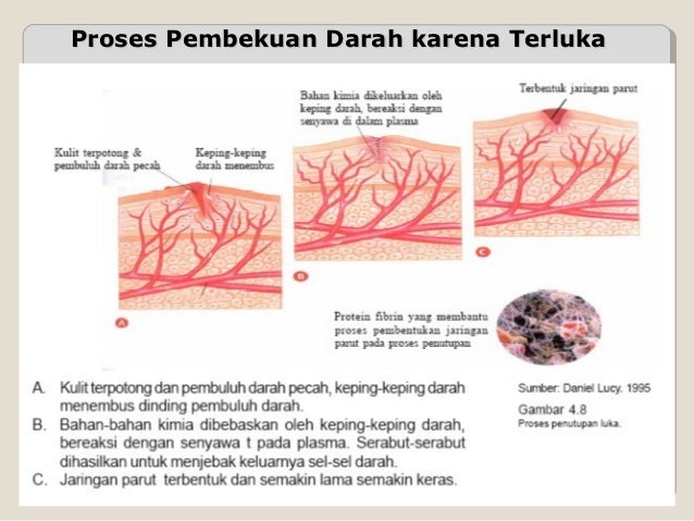 Presentasi sistem peredaran darah