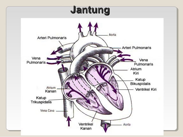 Presentasi sistem peredaran darah