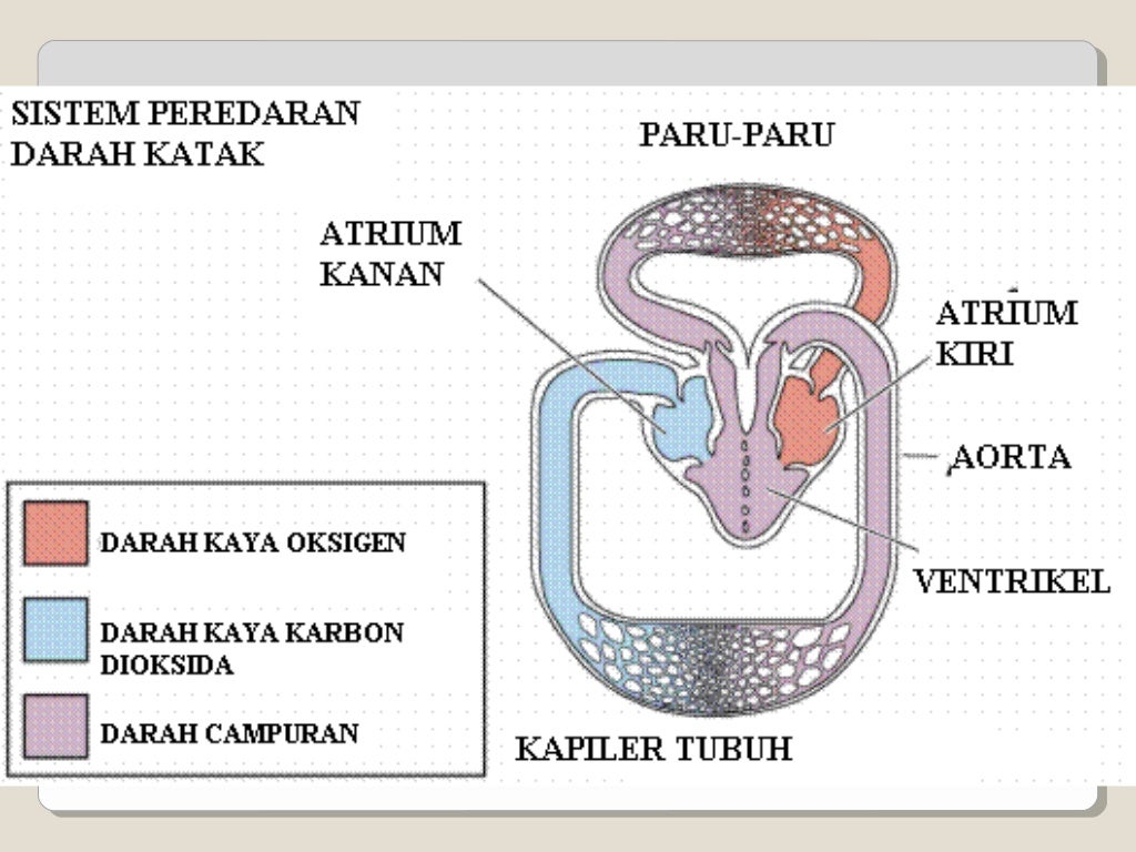 Presentasi sistem peredaran darah