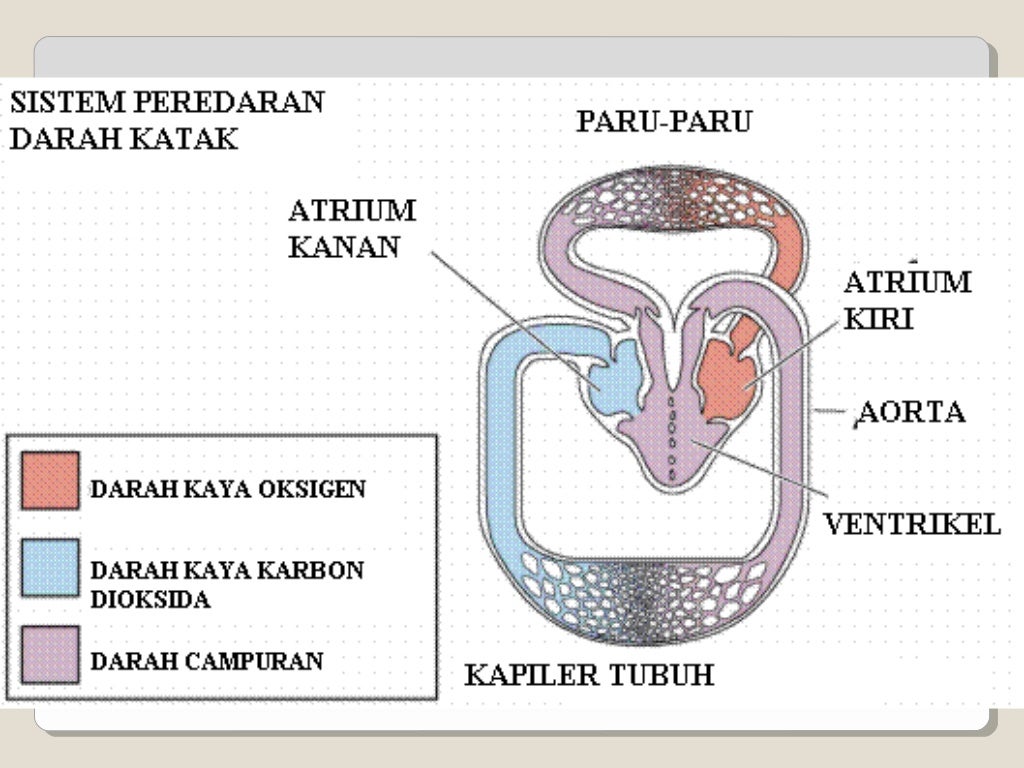 sistem peredaran darah xi