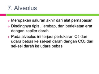 7. Alveolus
 Merupakan saluran akhir dari alat pernapasan
 Dindingnya tipis , lembap, dan berlekatan erat
dengan kapiler darah
 Pada alveolus ini terjadi pertukaran O2 dari
udara bebas ke sel-sel darah dengan CO2 dari
sel-sel darah ke udara bebas
 