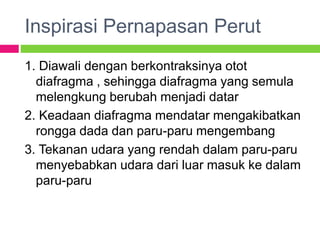 Inspirasi Pernapasan Perut
1. Diawali dengan berkontraksinya otot
diafragma , sehingga diafragma yang semula
melengkung berubah menjadi datar
2. Keadaan diafragma mendatar mengakibatkan
rongga dada dan paru-paru mengembang
3. Tekanan udara yang rendah dalam paru-paru
menyebabkan udara dari luar masuk ke dalam
paru-paru
 
