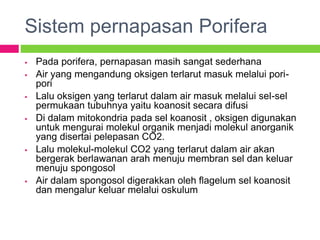 Sistem pernapasan Porifera
 Pada porifera, pernapasan masih sangat sederhana
 Air yang mengandung oksigen terlarut masuk melalui pori-
pori
 Lalu oksigen yang terlarut dalam air masuk melalui sel-sel
permukaan tubuhnya yaitu koanosit secara difusi
 Di dalam mitokondria pada sel koanosit , oksigen digunakan
untuk mengurai molekul organik menjadi molekul anorganik
yang disertai pelepasan CO2.
 Lalu molekul-molekul CO2 yang terlarut dalam air akan
bergerak berlawanan arah menuju membran sel dan keluar
menuju spongosol
 Air dalam spongosol digerakkan oleh flagelum sel koanosit
dan mengalur keluar melalui oskulum
 