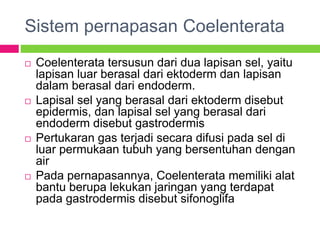Sistem pernapasan Coelenterata
 Coelenterata tersusun dari dua lapisan sel, yaitu
lapisan luar berasal dari ektoderm dan lapisan
dalam berasal dari endoderm.
 Lapisal sel yang berasal dari ektoderm disebut
epidermis, dan lapisal sel yang berasal dari
endoderm disebut gastrodermis
 Pertukaran gas terjadi secara difusi pada sel di
luar permukaan tubuh yang bersentuhan dengan
air
 Pada pernapasannya, Coelenterata memiliki alat
bantu berupa lekukan jaringan yang terdapat
pada gastrodermis disebut sifonoglifa
 