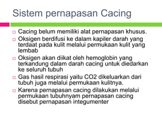 Sistem pernapasan Cacing
 Cacing belum memiliki alat pernapasan khusus.
 Oksigen berdifusi ke dalam kapiler darah yang
terdaat pada kulit melalui permukaan kulit yang
lembab
 Oksigen akan diikat oleh hemoglobin yang
terkandung dalam darah cacing untuk diedarkan
ke seluruh tubuh
 Gas hasil respirasi yaitu CO2 dikeluarkan dari
tubuh juga melalui permukaan kulitnya.
 Karena pernapasan cacing dilakukan melalui
permukaan tubuhnyam pernapasan cacing
disebut pernapasan integumenter
 