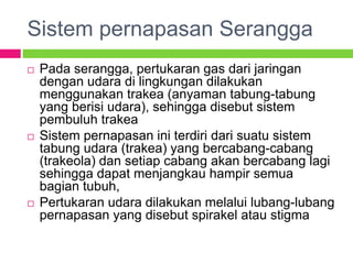 Sistem pernapasan Serangga
 Pada serangga, pertukaran gas dari jaringan
dengan udara di lingkungan dilakukan
menggunakan trakea (anyaman tabung-tabung
yang berisi udara), sehingga disebut sistem
pembuluh trakea
 Sistem pernapasan ini terdiri dari suatu sistem
tabung udara (trakea) yang bercabang-cabang
(trakeola) dan setiap cabang akan bercabang lagi
sehingga dapat menjangkau hampir semua
bagian tubuh,
 Pertukaran udara dilakukan melalui lubang-lubang
pernapasan yang disebut spirakel atau stigma
 