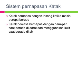 Sistem pernapasan Katak
 Katak bernapas dengan insang ketika masih
berupa berudu
 Katak dewasa bernapas dengan paru-paru
saat berada di darat dan menggunakan kulit
saat berada di air
 