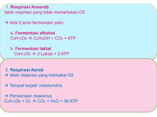1. Respirasi Anaerob
Ialah respirasi yang tidak memerlukan O2
 Ada 2 jenis fermentasi yaitu:
a. Fermentasi alkohol
C6H12O6  C2H5OH + CO2 + ATP
b. Fermentasi laktat
C6H12O6  2 Laktat + 2 ATP
2. Respirasi Aerob
 Ialah respirasi yang memakai O2
 Tempat terjadi :mitokondria
 Persamaan reaksinya
C6H12O6 + O2  CO2 + H2O + 36 ATP
 