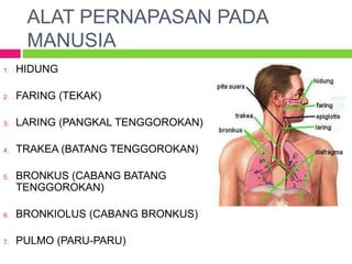 ALAT PERNAPASAN PADA
MANUSIA
1. HIDUNG
2. FARING (TEKAK)
3. LARING (PANGKAL TENGGOROKAN)
4. TRAKEA (BATANG TENGGOROKAN)
5. BRONKUS (CABANG BATANG
TENGGOROKAN)
6. BRONKIOLUS (CABANG BRONKUS)
7. PULMO (PARU-PARU)
 