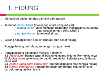 1. HIDUNG
 Merupakan bagian teratas dari alat pernapasan
 Terdapat rambut halus (menyaring udara yang masuk)
selaput lendir ( melembapkan udara dan mengubah suhu udara
agar sesuai dengan suhu tubuh )
saraf penciuman (mendeteksi bau)
 Lubang hidung kanan dan kiri dibatasi oleh sekat hidung
 Rongga hidung berhubungan dengan rongga mulut
 Rongga hidung dibedakan menjadi 3 daerah:
1.) Vestibulum ; berada tepat di belakang lubang hidung. Permukaannya
ditutupi jaringan epitel yang terdapat rambut dan kelenjar yang terdapat
pada kulit
2.) Daerah ujung saraf penciuman ; berada di bagian atas rongga hidung
3.) Daerah pernapasan ; daerah terbesar dari rongga hidung dimana
banyak menghasilkan lendir
 
