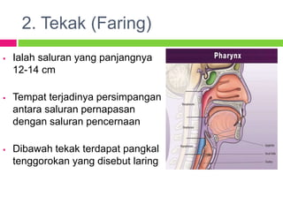 2. Tekak (Faring)
 Ialah saluran yang panjangnya
12-14 cm
 Tempat terjadinya persimpangan
antara saluran pernapasan
dengan saluran pencernaan
 Dibawah tekak terdapat pangkal
tenggorokan yang disebut laring
 